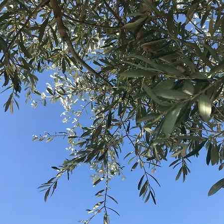 Le Figuier דירה Tulette