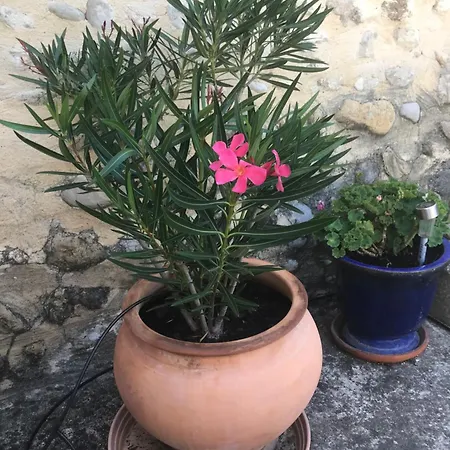 Le Figuier Tulette
